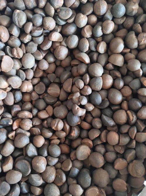 茶叶种子什么品种好？-图3