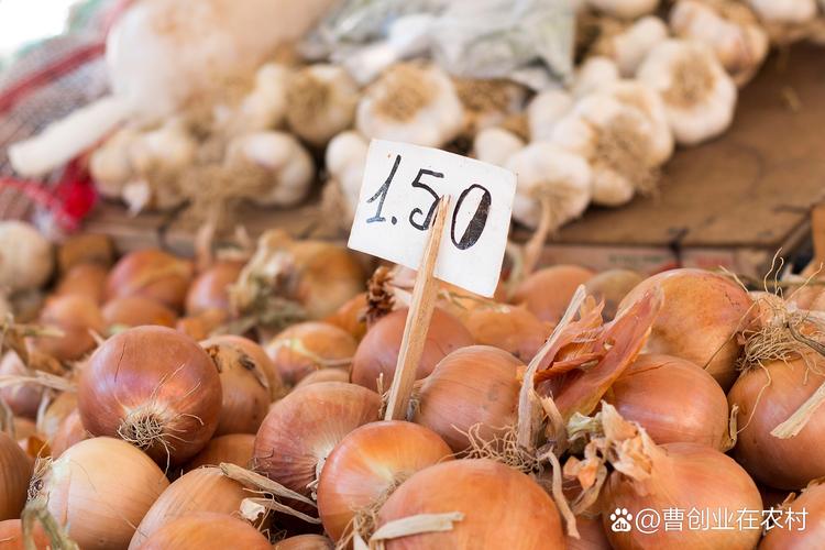 2025年新葱价格会涨还是跌？-图1