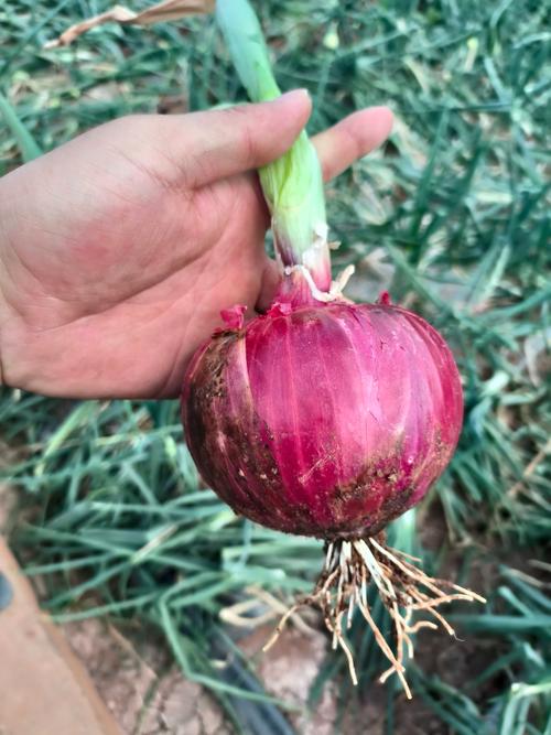 2025年新葱价格会涨还是跌？-图3