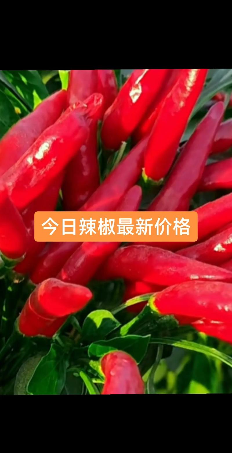 2025辣椒价格会涨还是跌？-图1