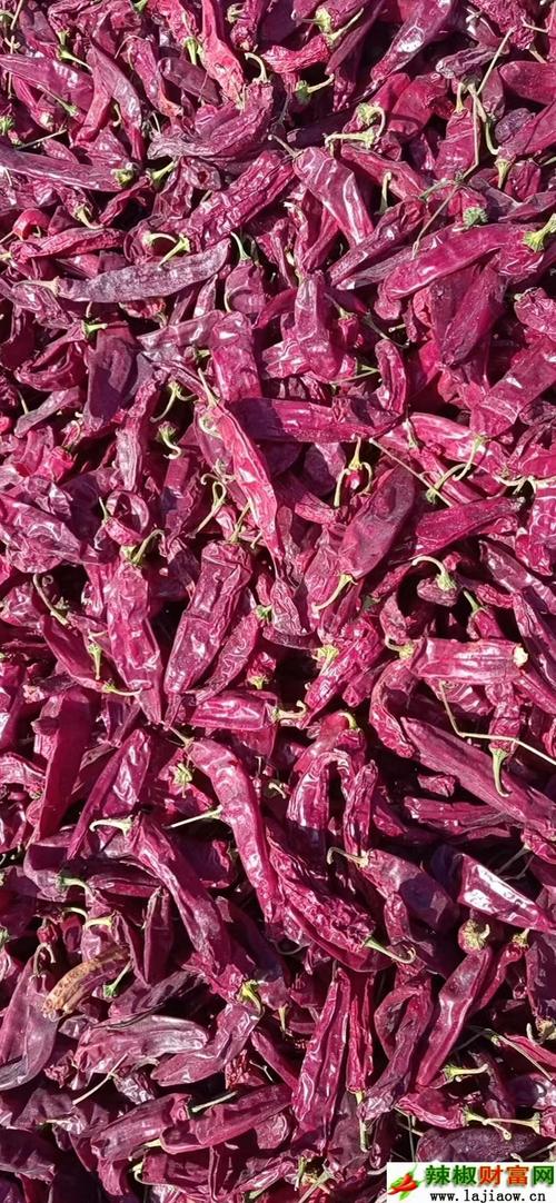 2025辣椒价格会涨还是跌？-图3