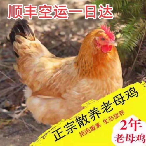 四川哪些肉鸡品种好养又高产？-图1