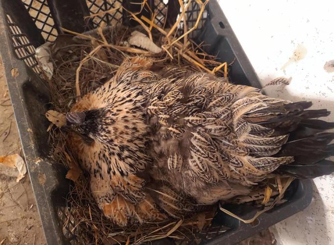 四川哪些肉鸡品种好养又高产？-图2