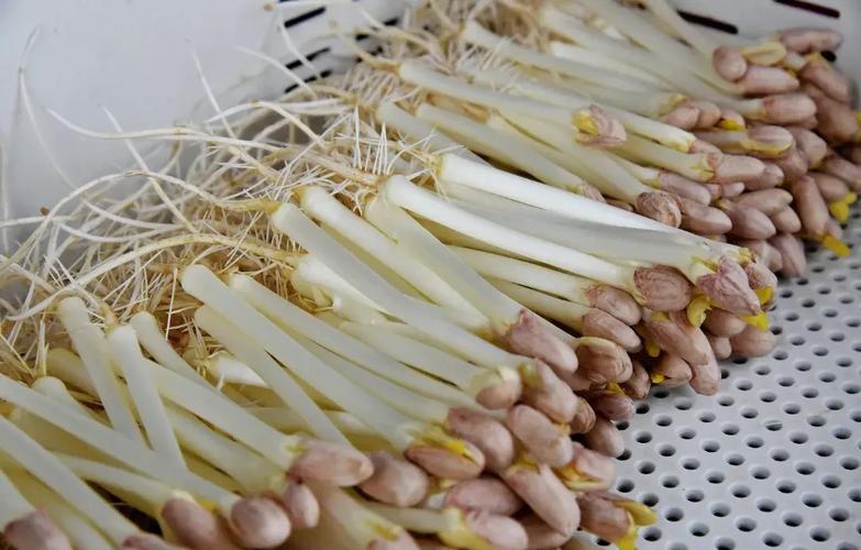 芽苗菜致富技术，在家能轻松赚钱吗？-图1