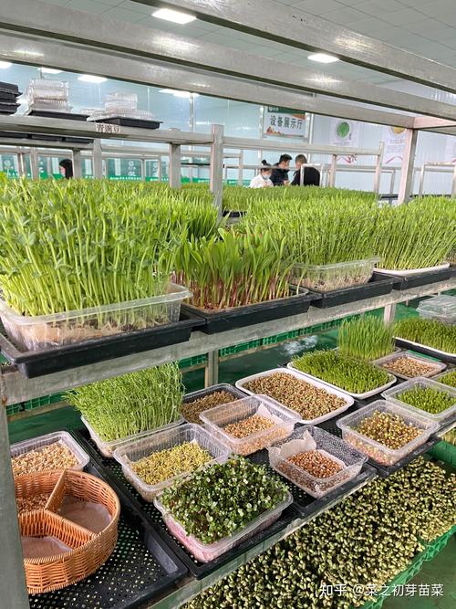 芽苗菜致富技术，在家能轻松赚钱吗？-图2