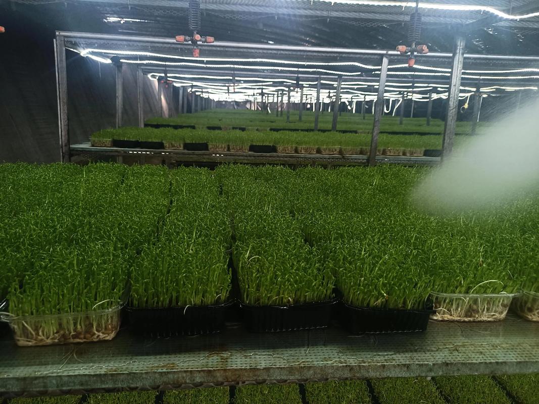 芽苗菜致富技术，在家能轻松赚钱吗？-图3