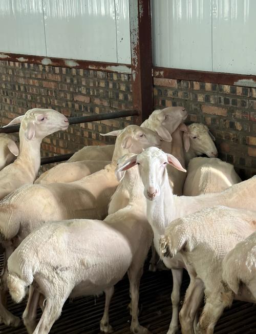 湖南适舍养什么品种的羊-图1 湖南适舍养什么品种的羊-图1
