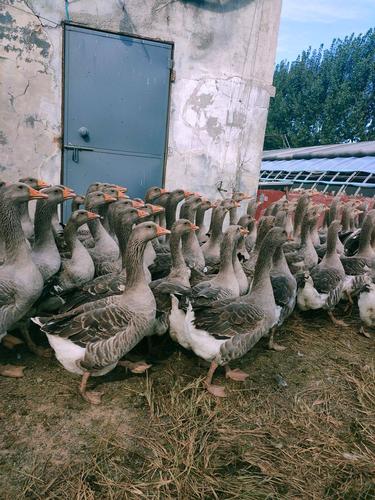 西方养殖选啥大鹅品种好？-图1