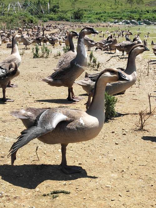 西方养殖选啥大鹅品种好？-图3