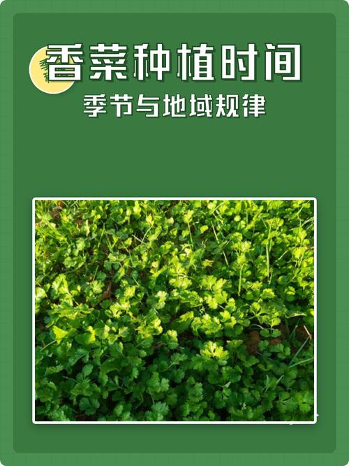 芫荽何时种？关键技术有哪些？-图1