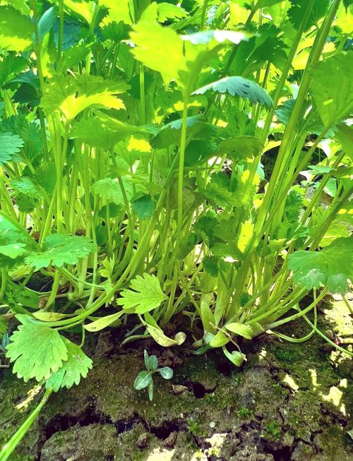 芫荽何时种？关键技术有哪些？-图3