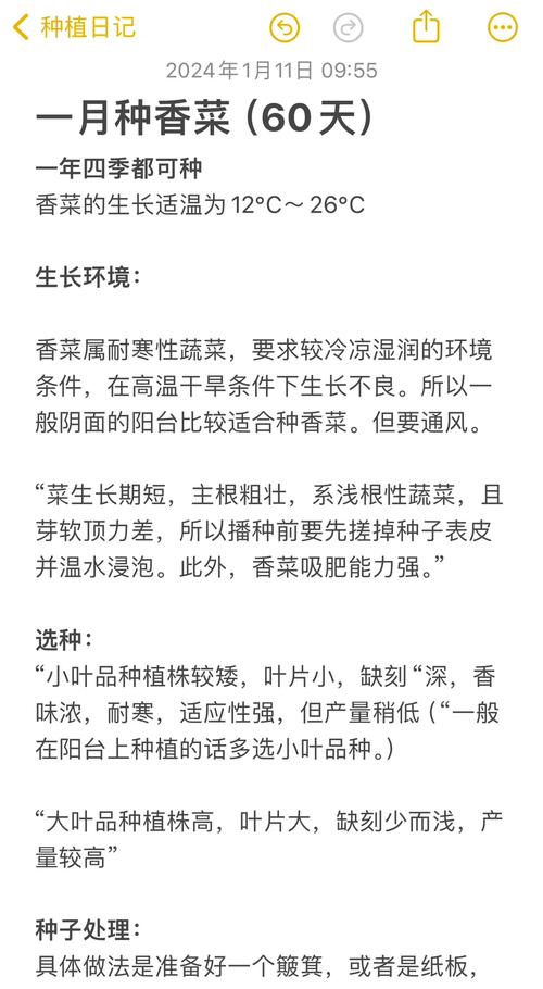 芫荽何时种？关键技术有哪些？-图2