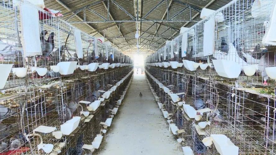 白鸽养殖视频，技术管理要点有哪些？-图2