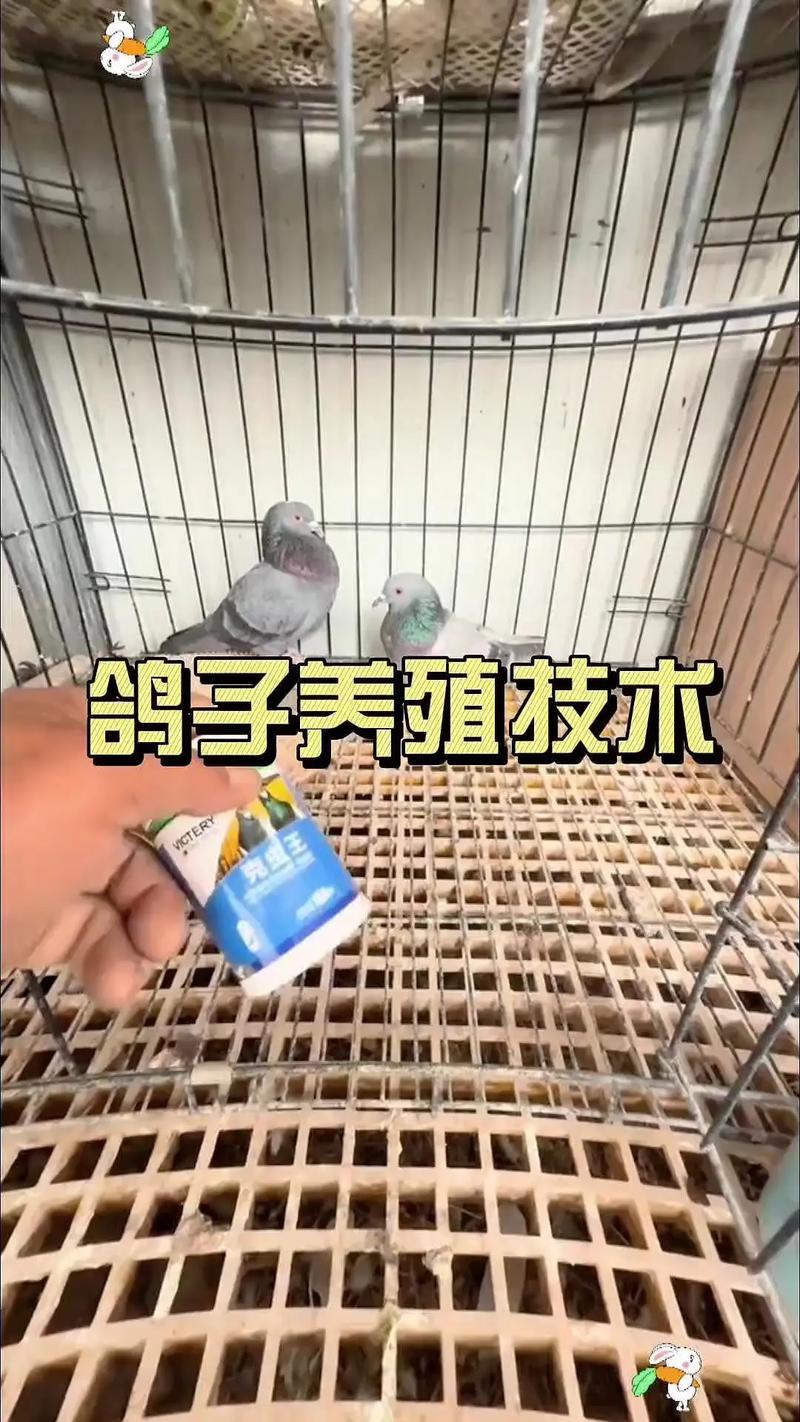 白鸽养殖视频，技术管理要点有哪些？-图3