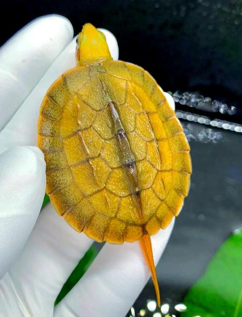 2025金钱龟幼苗价格会涨还是跌？-图3