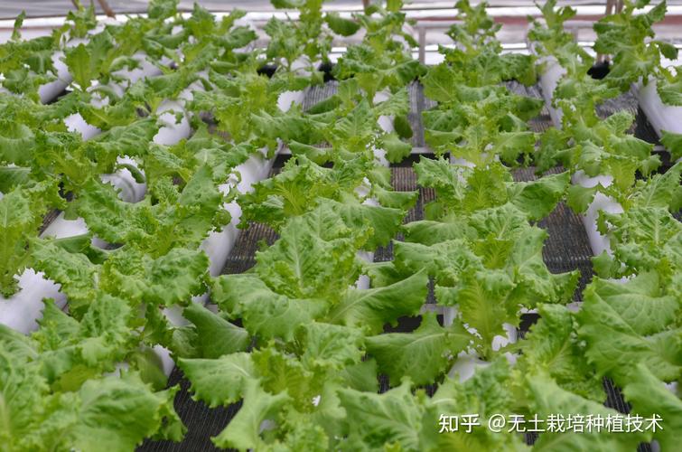 大棚生菜栽培管理技术有哪些要点?-图2 大棚生菜栽培管理技术有哪些要点?-图2