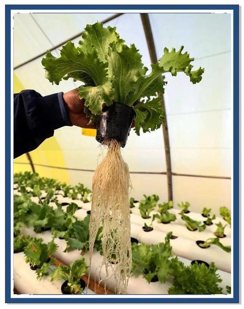 大棚生菜栽培管理技术有哪些要点?-图1 大棚生菜栽培管理技术有哪些要点?-图1