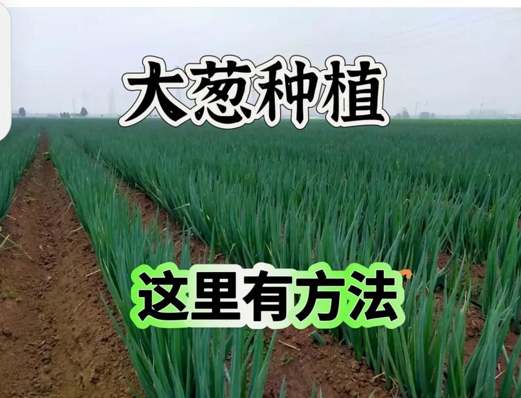 大葱种植技术全套视频,从选种到收获怎么学?-图3 大葱种植技术全套视频,从选种到收获怎么学?-图3