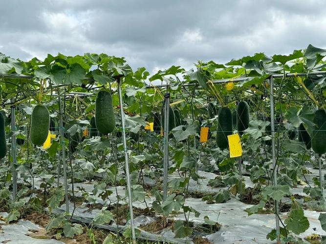 特大冬瓜高产种植管理有哪些关键技术？-图1
