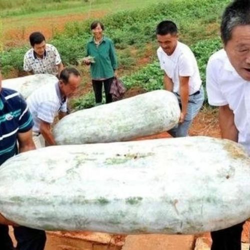 特大冬瓜高产种植管理有哪些关键技术？-图2