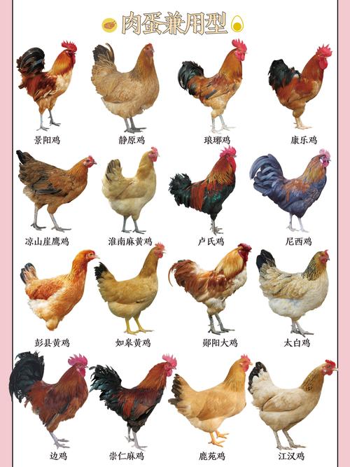 肉鸡817鸡苗今日价格多少钱？-图3