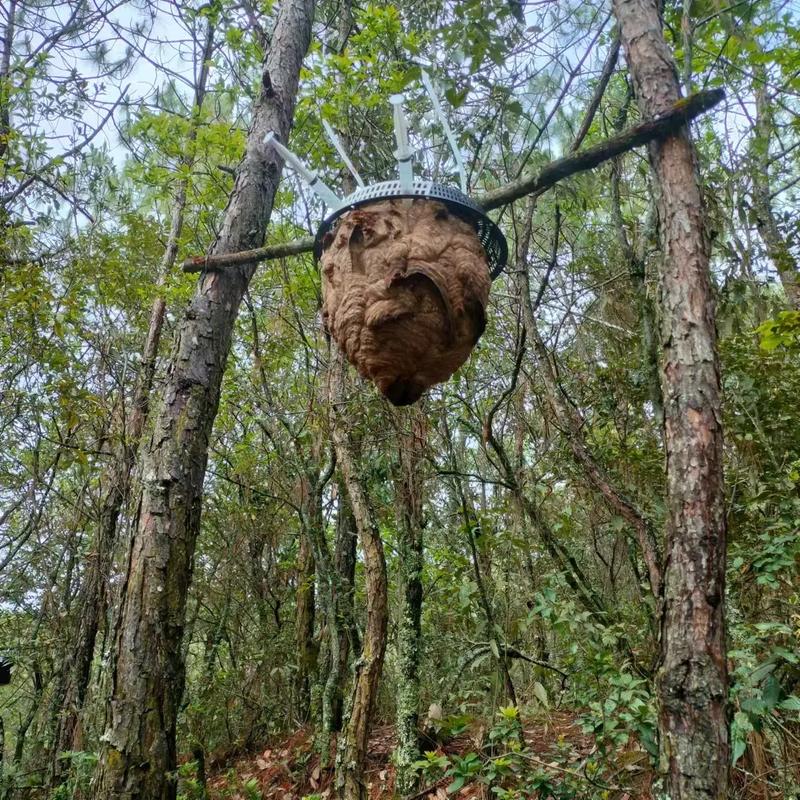 胡蜂养殖技术与方法视频-图1 胡蜂养殖技术与方法视频-图1