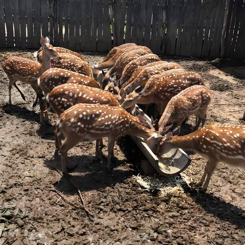 特种养殖品种有哪些？-图2