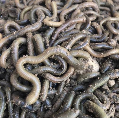 农村挖的蚯蚓是什么品种？-图2