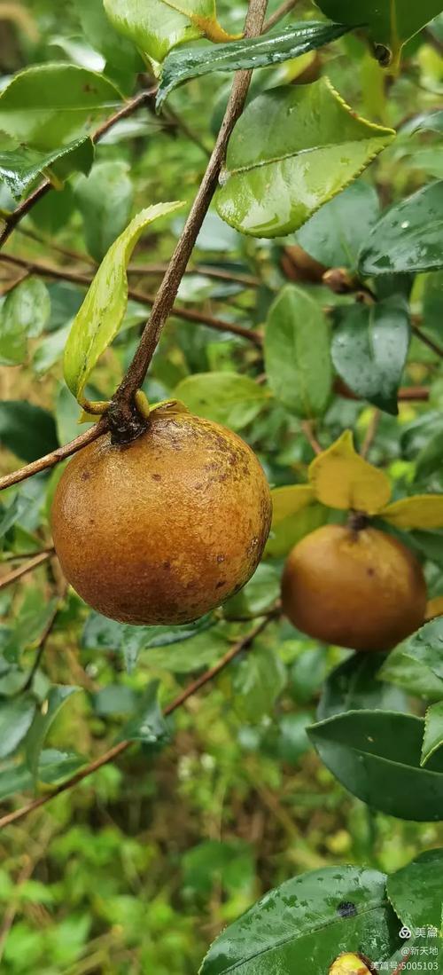 油茶品种多，区别在哪？-图2