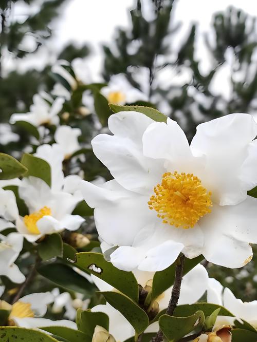 油茶品种多,区别在哪?-图3 油茶品种多,区别在哪?-图3