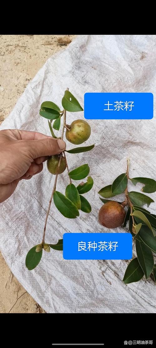 油茶品种多,区别在哪?-图1 油茶品种多,区别在哪?-图1