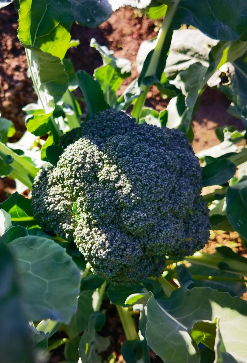 夏季西兰花种植技术要点有哪些？-图1