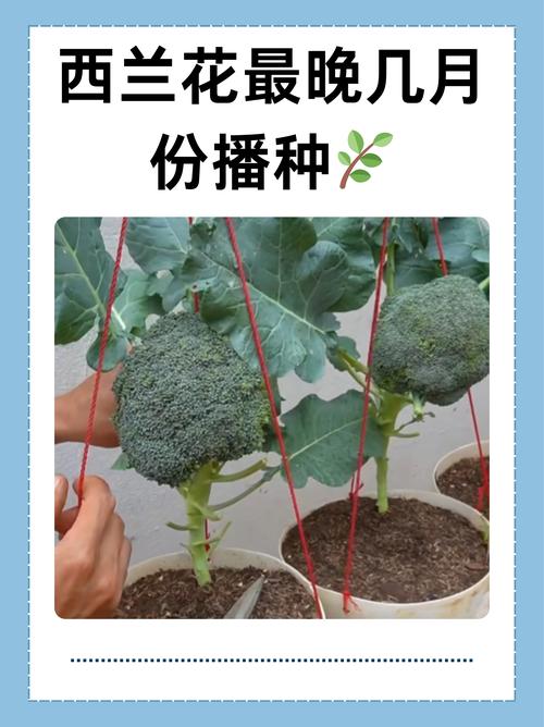 夏季西兰花种植技术要点有哪些？-图2