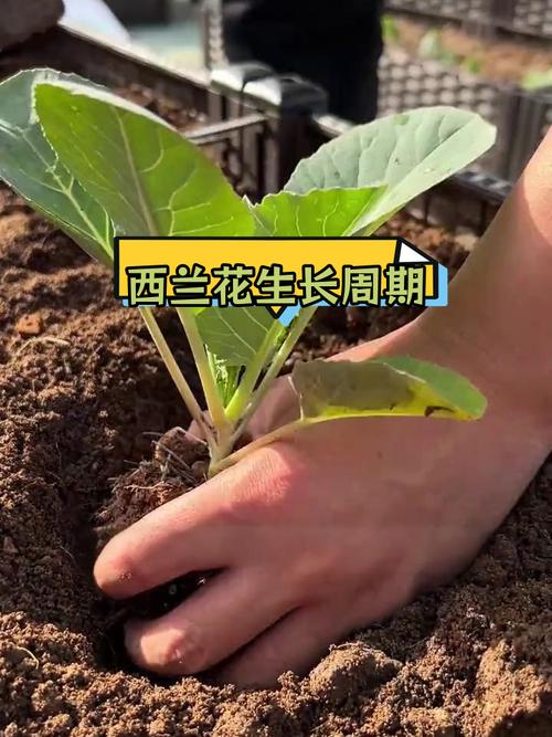 夏季西兰花种植技术要点有哪些？-图3