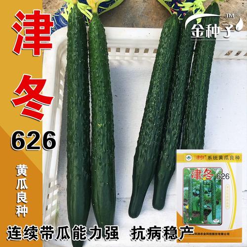 津优有338黄瓜品种存在吗？-图3