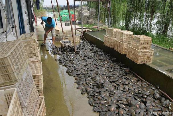 cctv7甲鱼养殖技术-图2