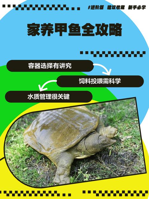 cctv7甲鱼养殖技术-图1