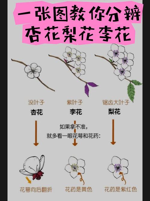 不开花时，樱花品种如何分辨？-图2