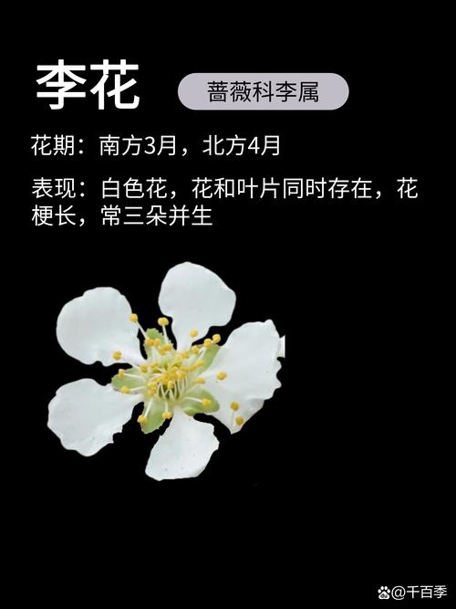 不开花时，樱花品种如何分辨？-图1