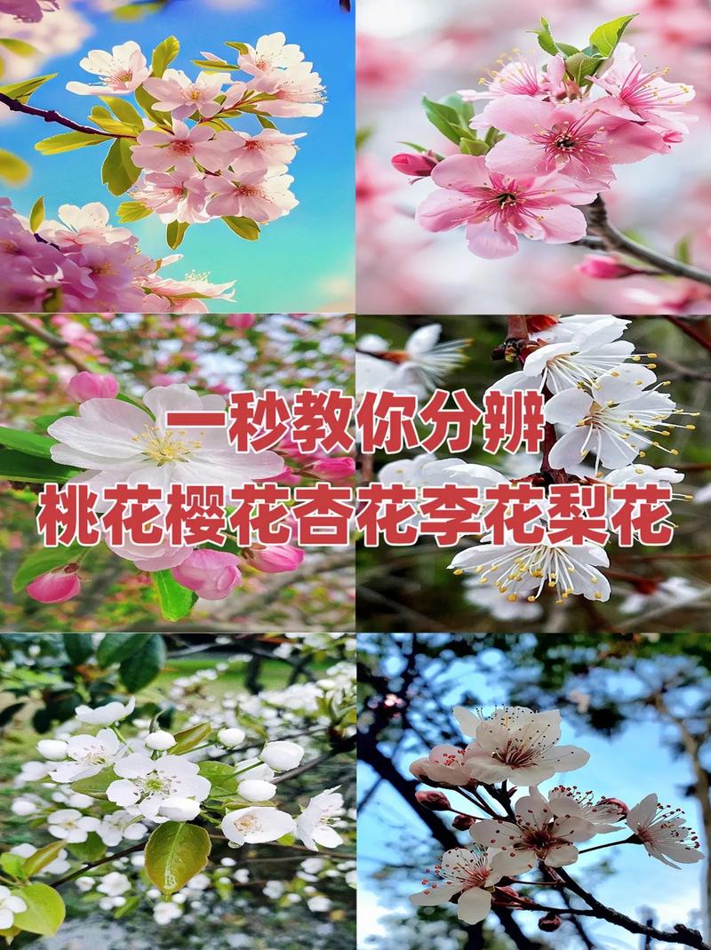 不开花时，樱花品种如何分辨？-图3