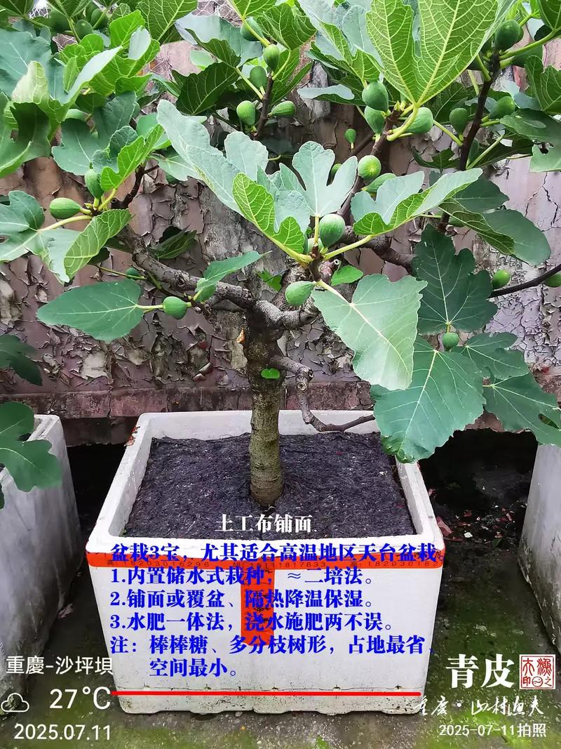春季盆栽无花果如何管理？-图1