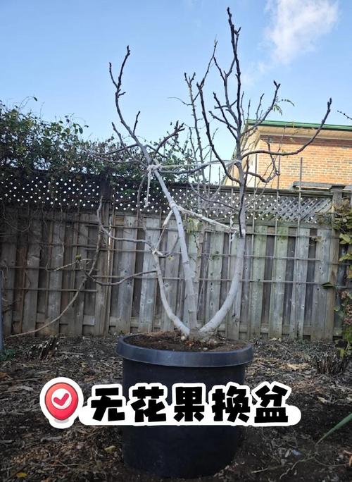 春季盆栽无花果如何管理？-图2