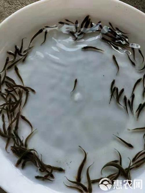 泥鳅水花苗养殖技术视频怎么做？-图2