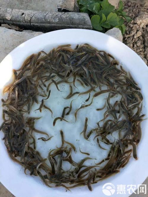 泥鳅水花苗养殖技术视频怎么做？-图3