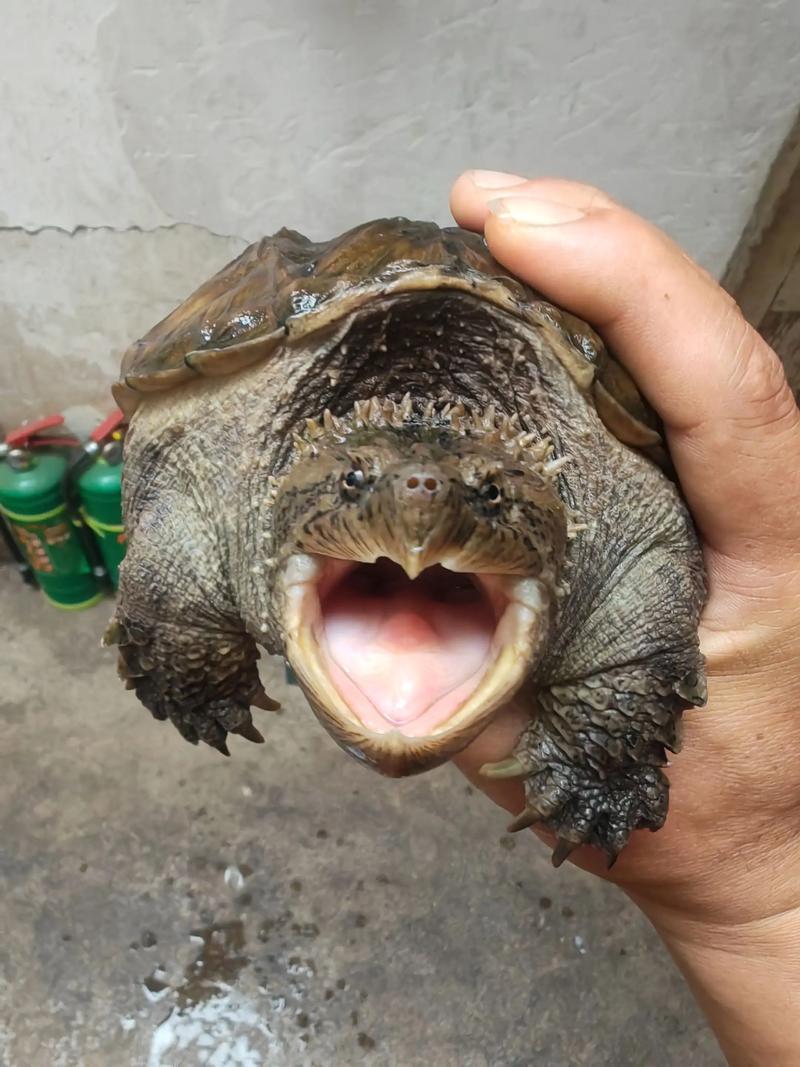 2025大鳄龟价格会涨还是会跌？-图1