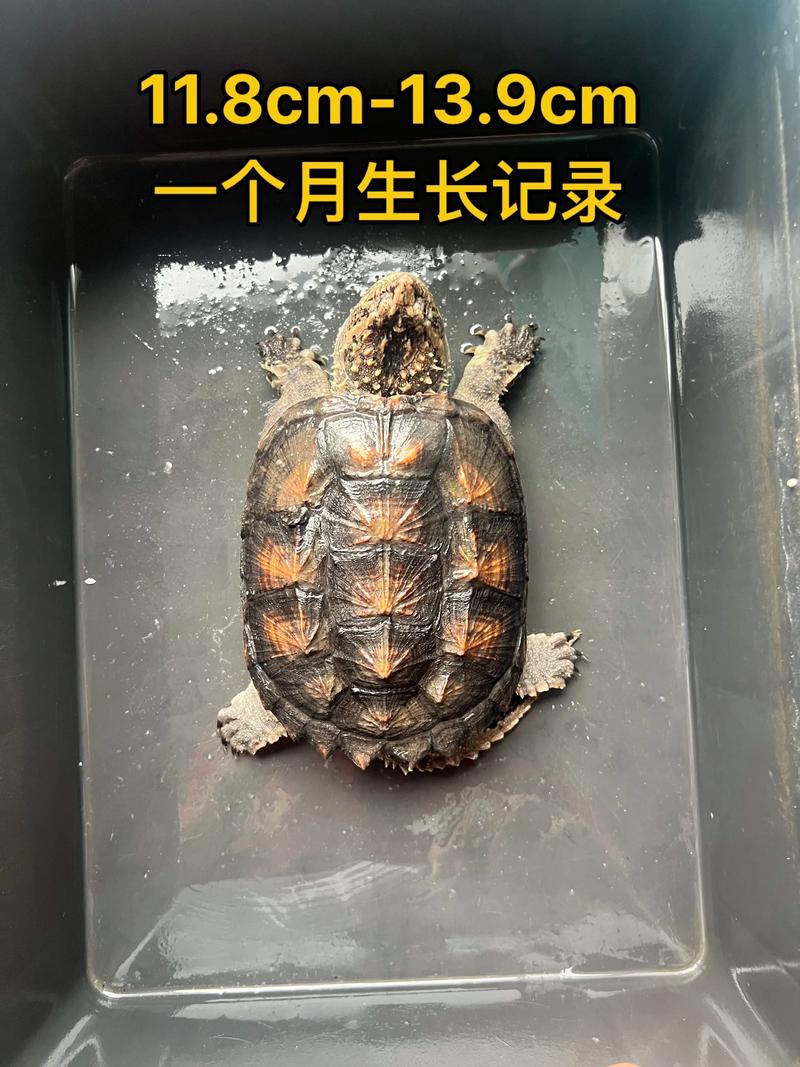 2025大鳄龟价格会涨还是会跌？-图2