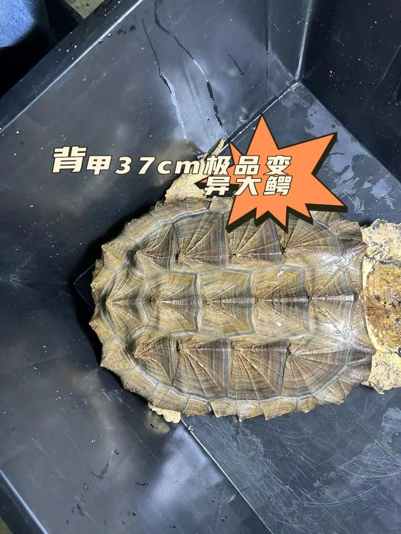 2025大鳄龟价格会涨还是会跌？-图3