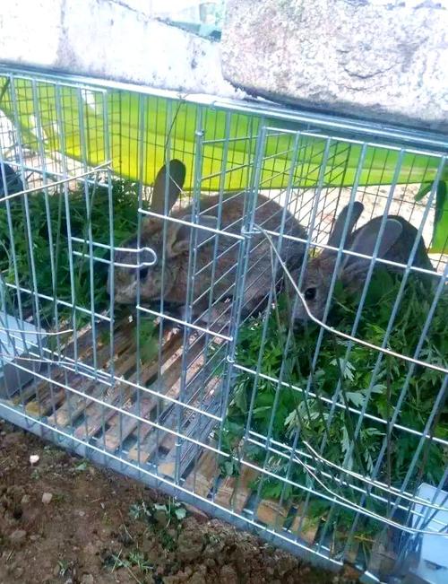 CCTv7野兔养殖技术有哪些要点？-图1