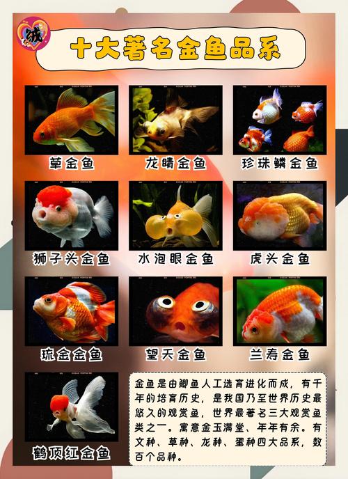 金鱼品种多,饲养技术有何差异?-图2 金鱼品种多,饲养技术有何差异?-图2