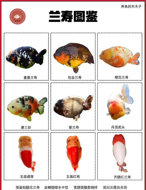 金鱼品种多,饲养技术有何差异?-图1 金鱼品种多,饲养技术有何差异?-图1